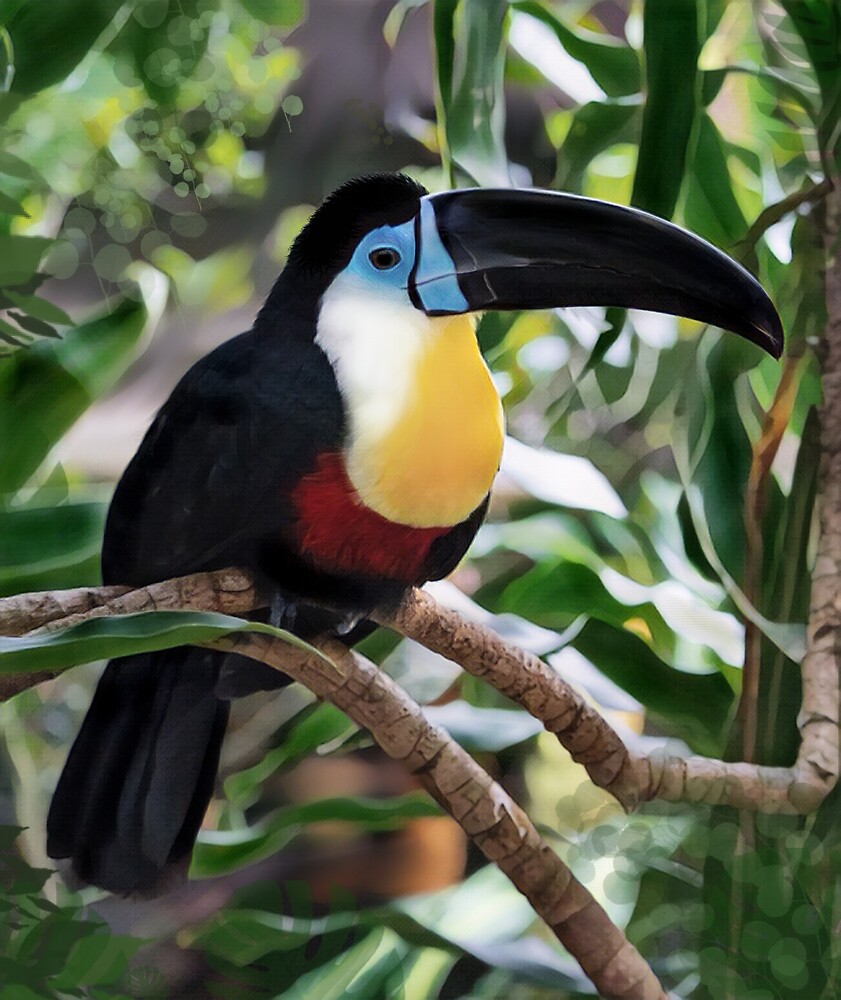 "Channel-Billed Toucan" by Heathermarie321 | Redbubble