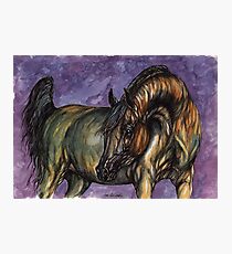 arabian horse Photographic Print