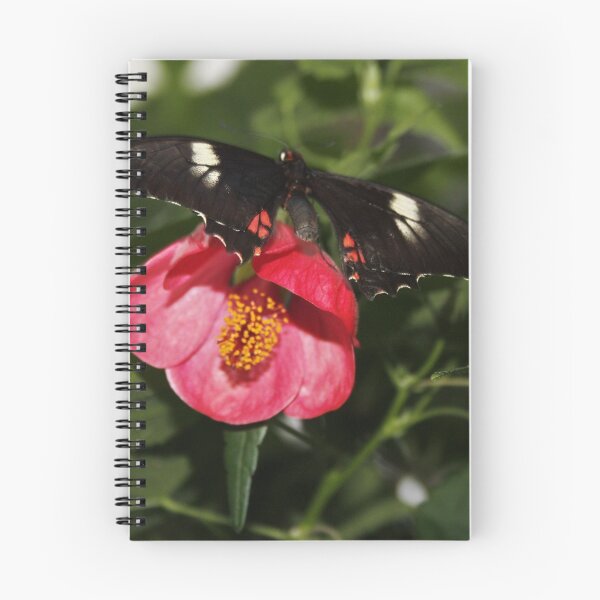 Item preview, Butterfly at Pili Palas Menai North Wales designed and sold by AnnDixon.