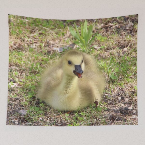Aperçu de l'œuvre Canada Goose Gosling créée et vendue par AnnDixon.