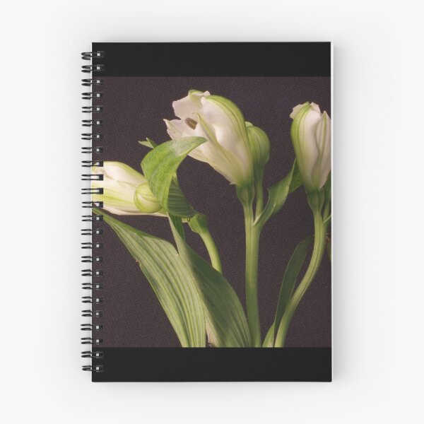 Item preview, White Flower Closeup 2 designed and sold by Colin Bentham.