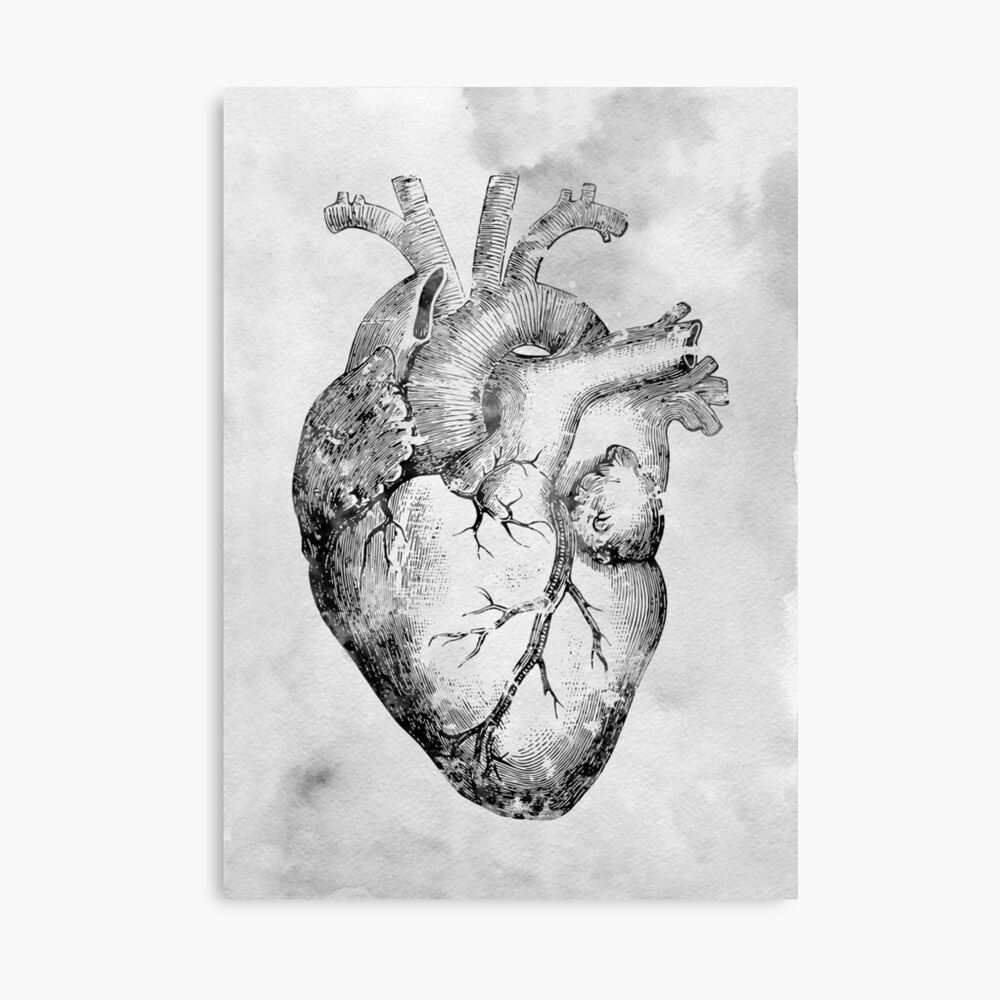 Human Heart Drawing Png Svg Free Library - Anatomical Heart Drawing Simple  Transparent PNG - 550x712 - Free Download on NicePNG