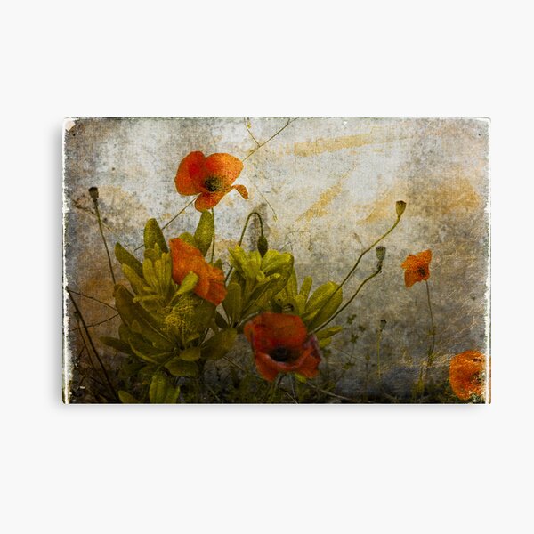 Poppies from Italy Canvas Print