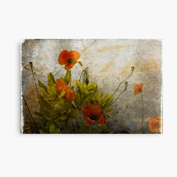 Poppies from Italy Metal Print