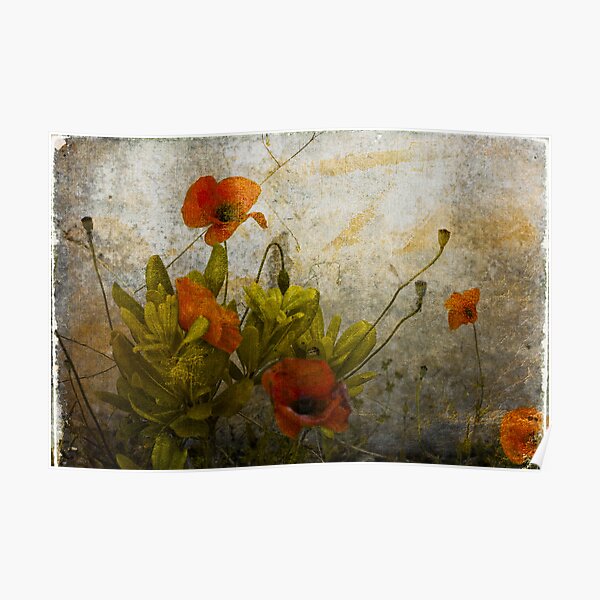 Poppies from Italy Poster