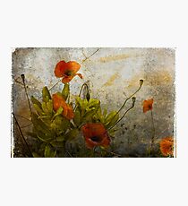 Poppies from Italy Photographic Print