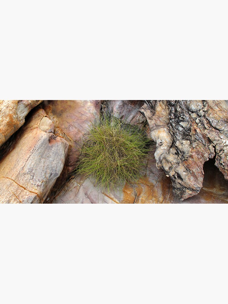 Spinifex by neoniphon