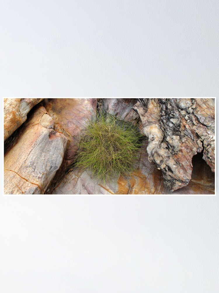 Alternate view of Spinifex Poster