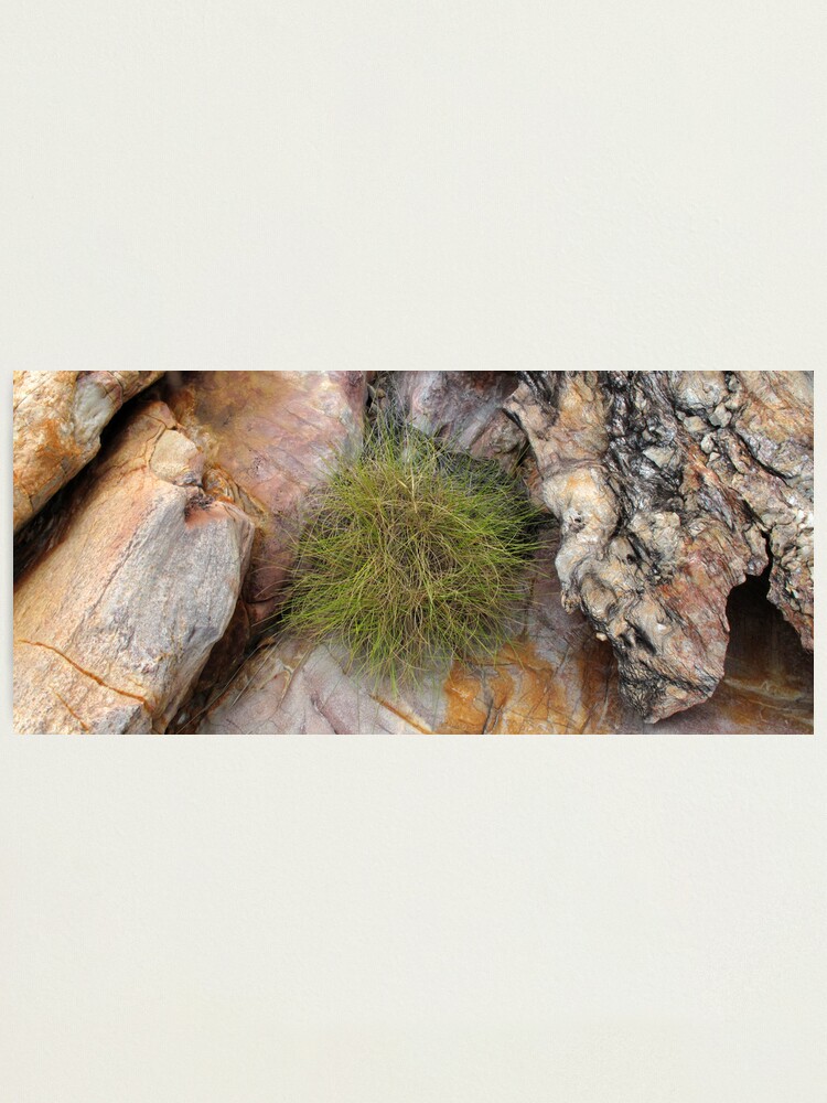 Alternate view of Spinifex Photographic Print