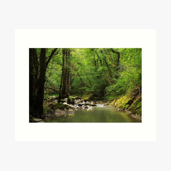 Spingtime greenery along Fornant river Art Print