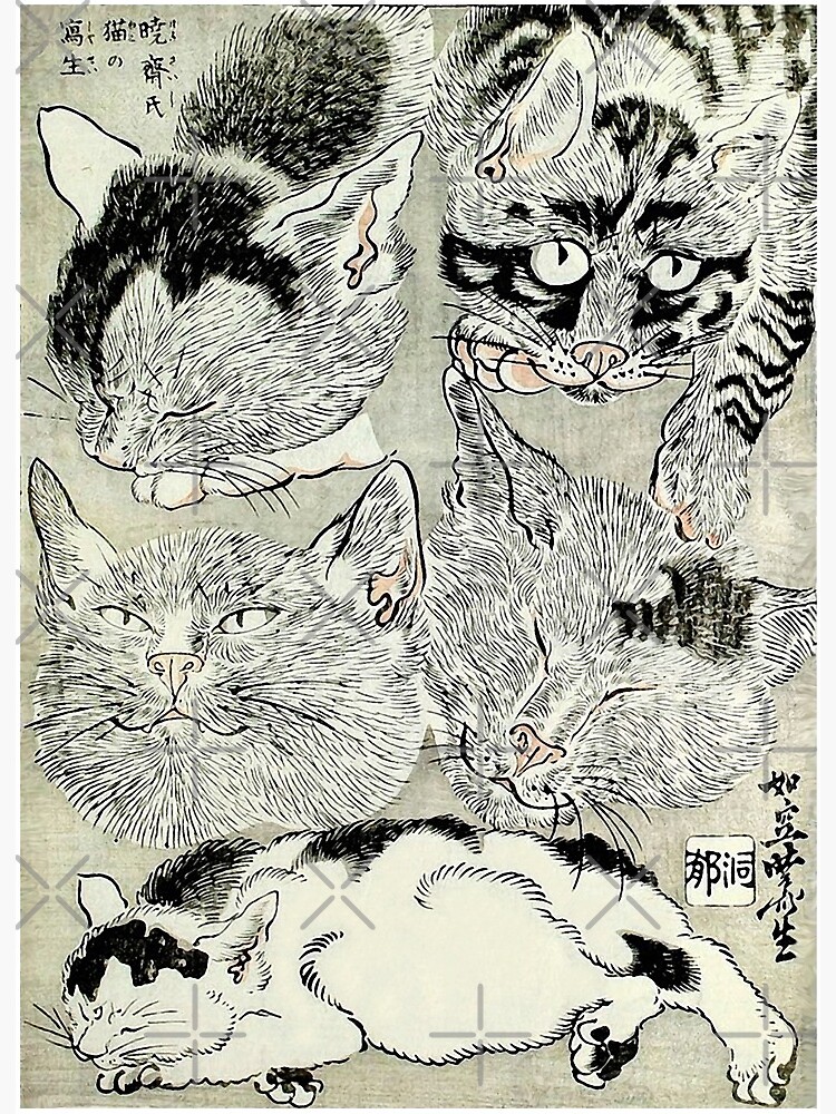 Cat study Art Print