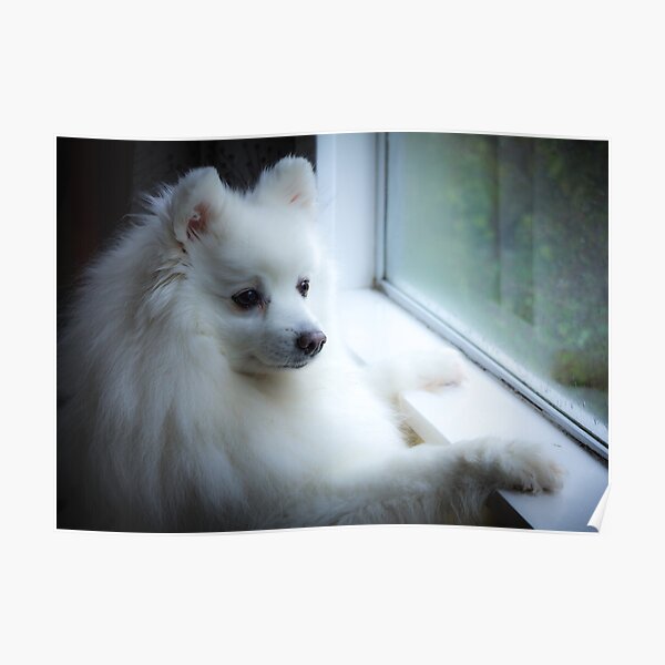 Japanese Spitz Posters Redbubble