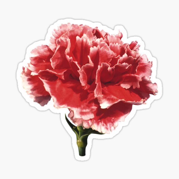 Stickers Carnation Flower Sticker Stickers, Labels & Tags Paper