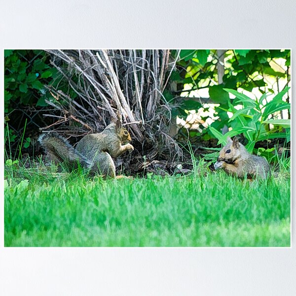 Item preview, Squirrels snacking together illustration designed and sold by CanadianWild418.