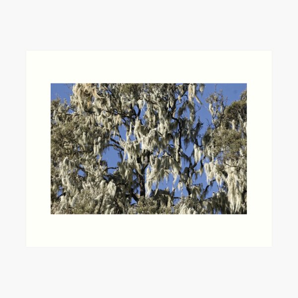 Item preview, Beard lichens, Usnea sp., in a giant heather tree designed and sold by Zosimus.