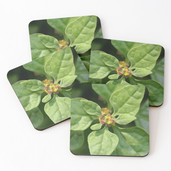 Item preview, New Zealand spinach, Tetragonia tetragonioides. designed and sold by Zosimus.