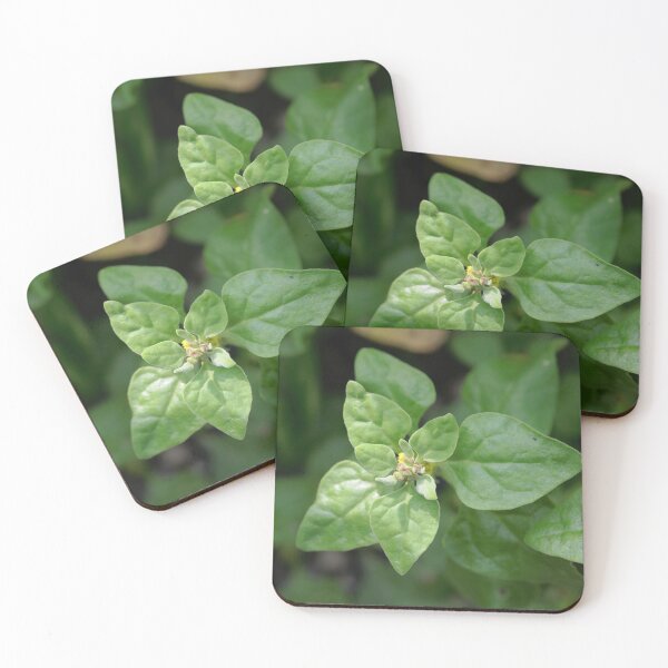 Item preview, Leaves and flowers of a New Zealand spinach, Tetragonia tetragonioides. designed and sold by Zosimus.