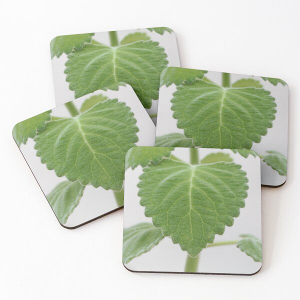 Item preview, Leaves of a recently dicovered new species of a spurflower, Plectranthus bellus designed and sold by Zosimus.