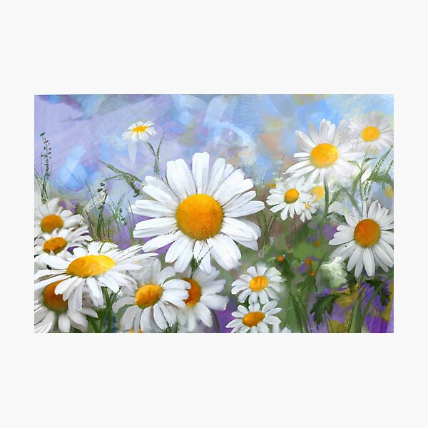 Daisies on misty blue Photographic Print
