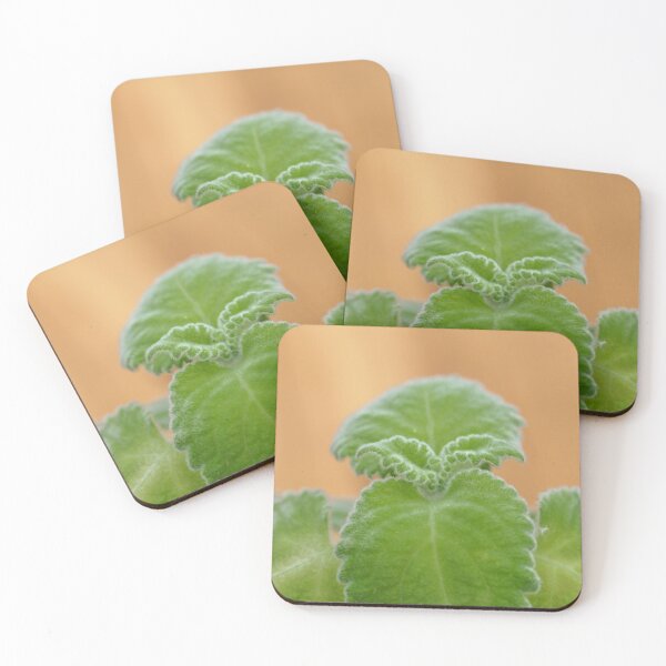 Item preview, Leaves of a recently dicovered new species of a spurflower (Plectranthus bellus), from the Tablelands in Northern Australia. designed and sold by Zosimus.
