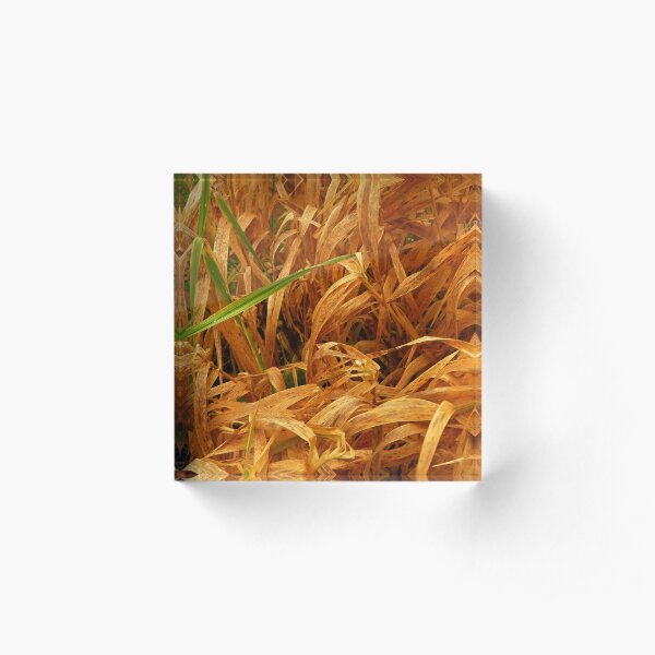In the grasses Acrylic Block