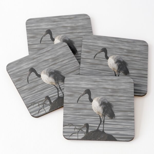Item preview, African sacred ibis, Threskiornis aethiopicus designed and sold by Zosimus.