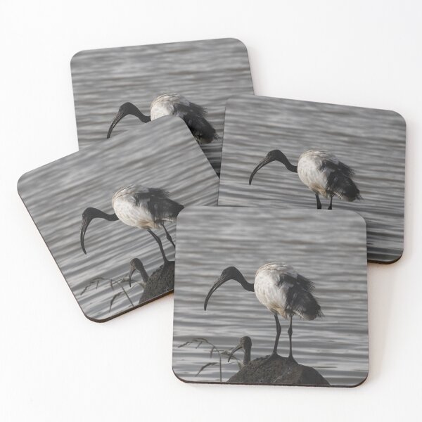 Item preview, An African sacred ibis, Threskiornis aethiopicus, on a rock. designed and sold by Zosimus.