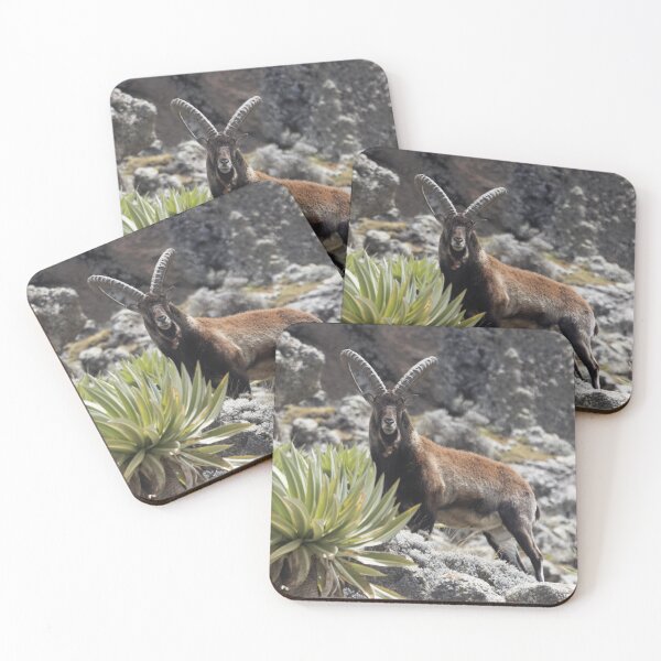 Item preview, Walia ibex, Capra walie, in the Simien Mountain National Park designed and sold by Zosimus.