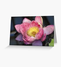Pink Lilly Greeting Card
