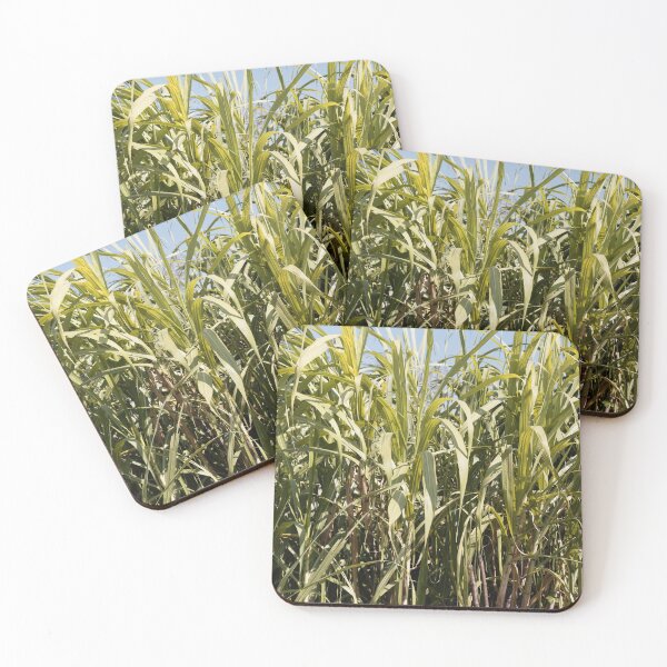 Item preview, Leaves of Sugarcane, Saccharum officinarum, in a field. designed and sold by Zosimus.