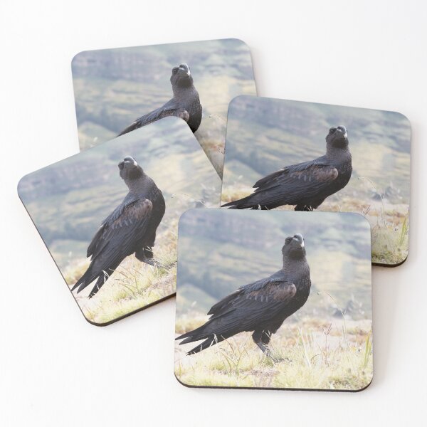 Item preview, Thick billed raven, Corvus crassirostris, in the Simien Mountains in Ethiopia. designed and sold by Zosimus.
