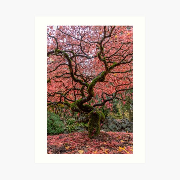 Winding Maple Art Print