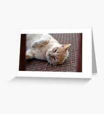Stray Cat, Corfu. Greeting Card