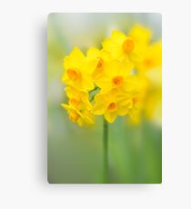 Daffodil Joy Canvas Print
