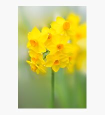 Daffodil Joy Photographic Print