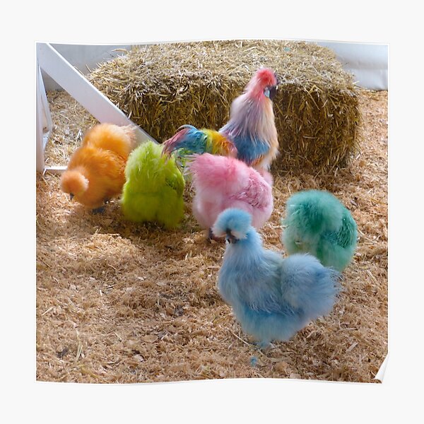 Rainbow Silkies Poster