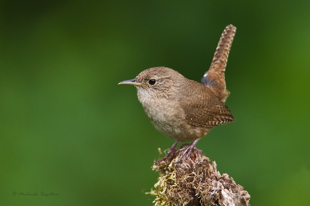 house-wren-by-pixlpixi-redbubble