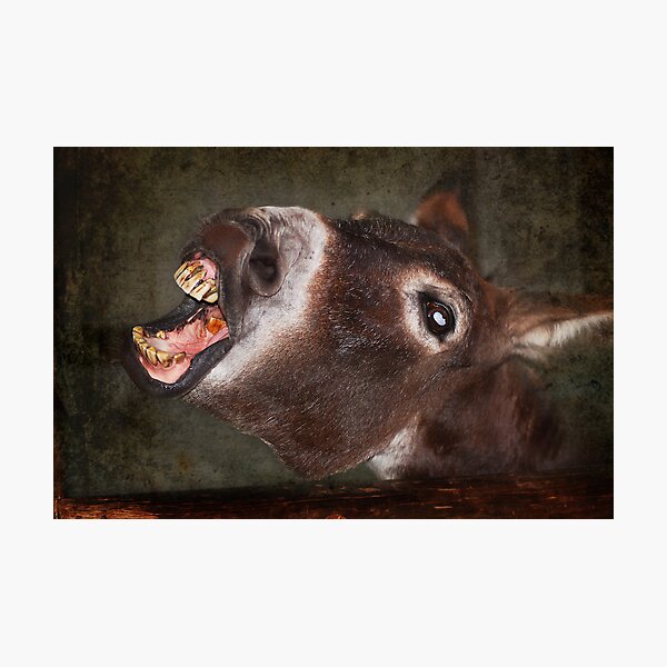 Quit Smoking! or have teeth like mine Photographic Print