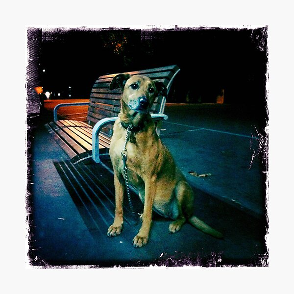 Item preview, Lonely Dog designed and sold by SLRphotography.