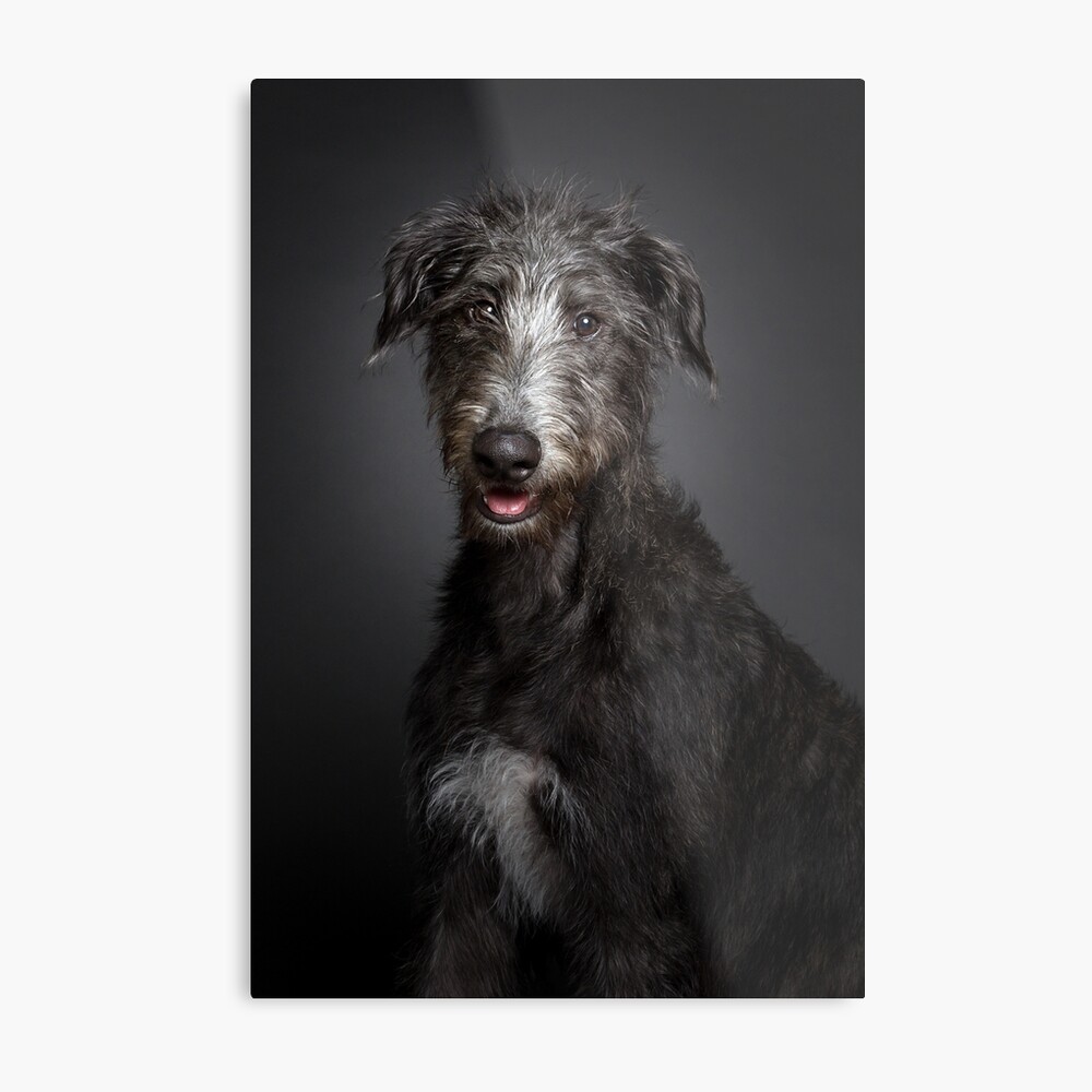 Deerhound x for sales sale