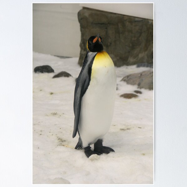 Item preview, King Penguin, Melbourne Aquarium. designed and sold by elphonline.