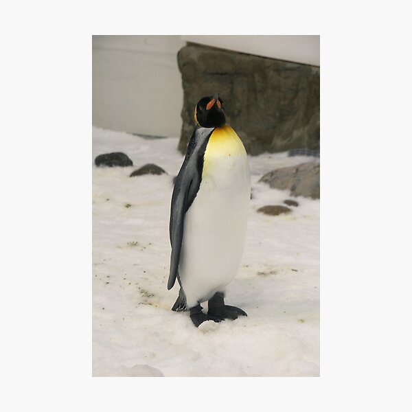 Item preview, King Penguin, Melbourne Aquarium. designed and sold by elphonline.