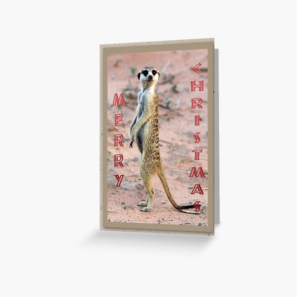 Meerkat Sentinel - Christmas Card Greeting Card