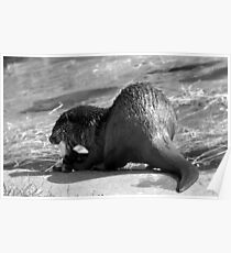 Its My Lunch So you Otter Get Away Poster