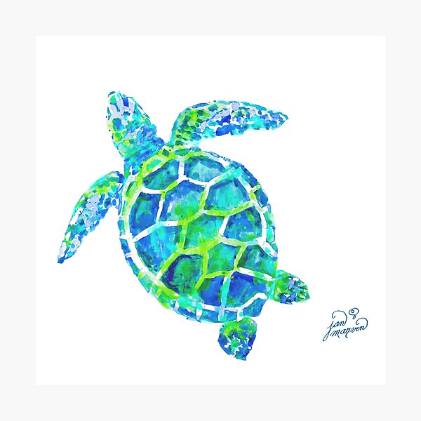 Sea Turtle no splots by Jan Marvin Photographic Print