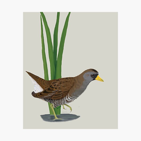 Sora Photographic Print