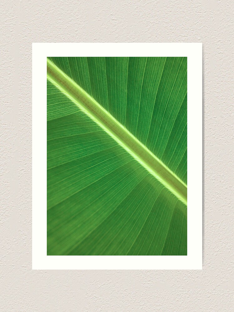 Palm Leaf Wall Art Tropical Leaf Prints Printable Leaf Green Leaf Print Tropical Leaves Art Palm Leaf Print Palm Prints Poster Print Art Print By Alex Artprints Redbubble