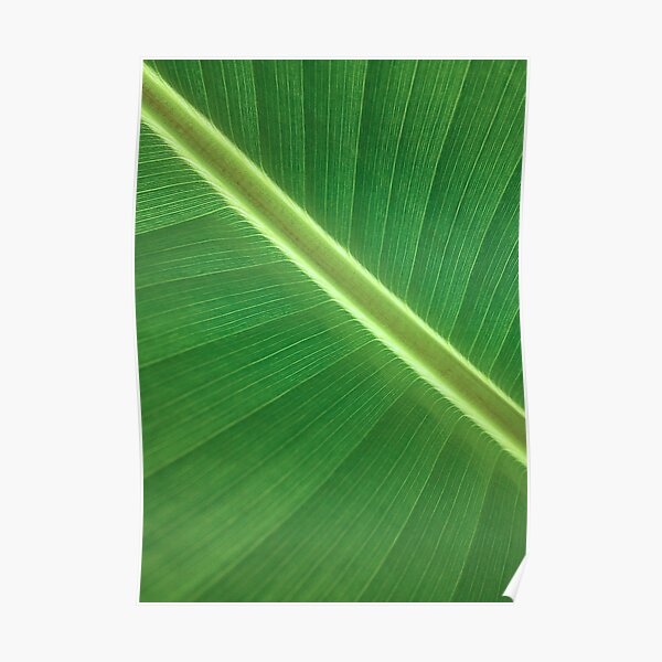 Palm Leaf Wall Art, Tropical Leaf Prints, Printable Leaf, Green Leaf Print, Tropical Leaves Art, Palm Leaf Print, Palm Prints, Poster Print Poster