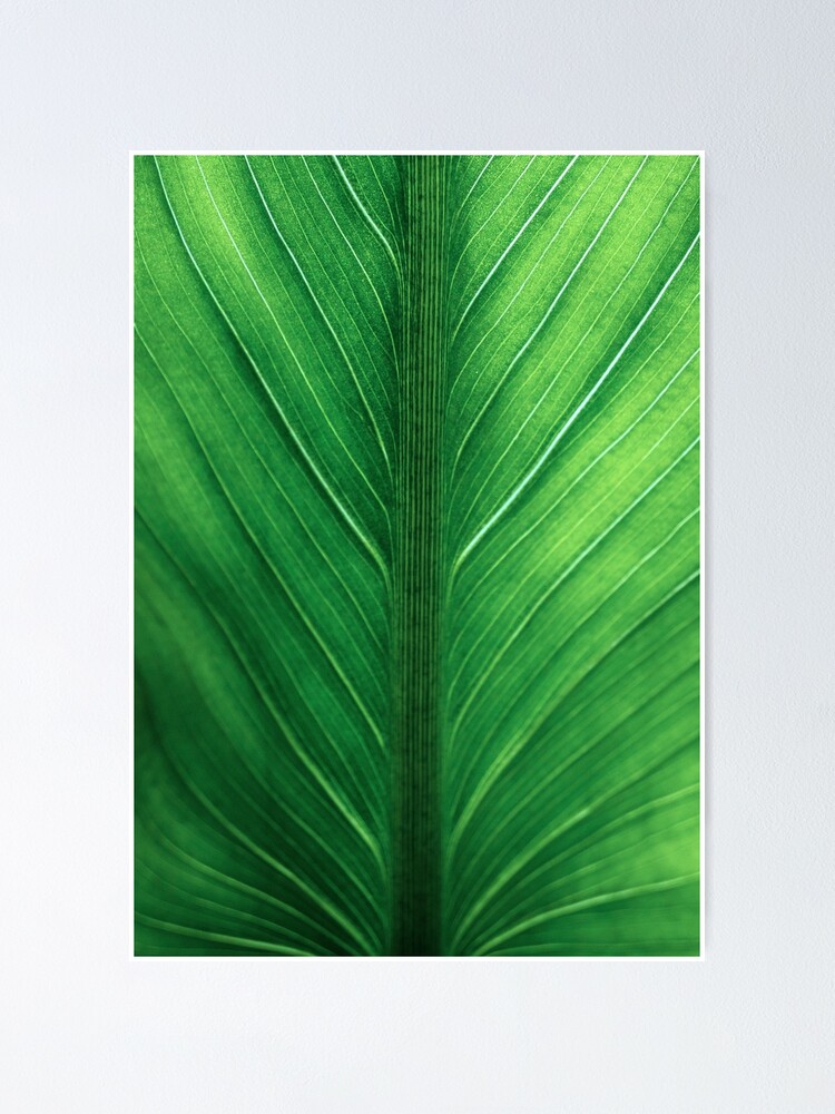 Knogle Kedelig tragt Palm Leaf Wall Art, Tropical Leaf Prints, Printable Leaf, Green Leaf Print,  Tropical Leaves Art, Palm Leaf Print, Palm Prints, Poster Print" Poster for  Sale by Alex-ArtPrints | Redbubble