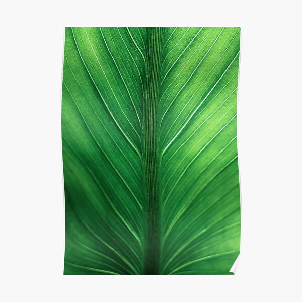 Palm Leaf Printable Posters Redbubble